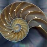 conchiglia_fibo